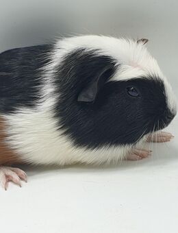 Hübsche Meerschweinchen Böckchen Glatthaar und Crested - Breitenbach