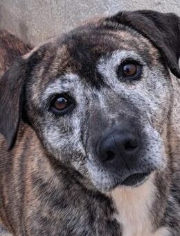 Jadranka - Klasse Hündin - Obertshausen