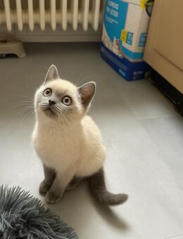 Reinrassige Britisch Kurzhaar Kitten, Blue Point und Lilac Point . Bkh - Aachen