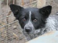 Tarja sucht ruhiges Zuhause - Kallmünz