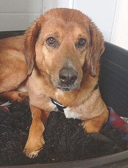 ❤️ wundervoller Familienhund ZUCO ❤️ - Mamming