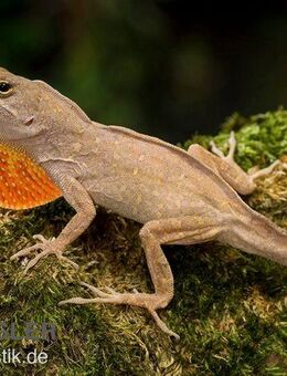 Bahama-Anolis, Anolis sagrei - Darmstadt
