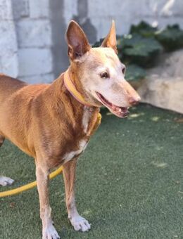 Zeta - Geilenkirchen