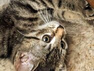 Maincoon-russischblau Hauskatze Mix Katerchen und Kätzchen - Eixen