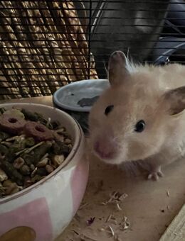 Teddyhamster zu verkaufen - Hamburg Wandsbek