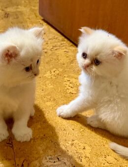 2 reinrassige, süsse Perserkitten, männlich , suchen ab Ende August liebevolles Zuhause - Stuttgart