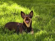 Zarte Fine sucht ihr zu Hause - Berlin