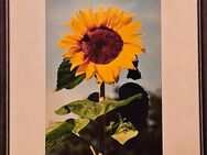Bild mit Rahmen "Sonnenblume" - Wetter (Ruhr)