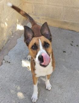 Brandon ist ein Energiebündel - Laatzen