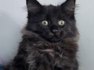 Edelmix, Maine Coon, nur 1 frei - Hannover Bothfeld-Vahrenheide