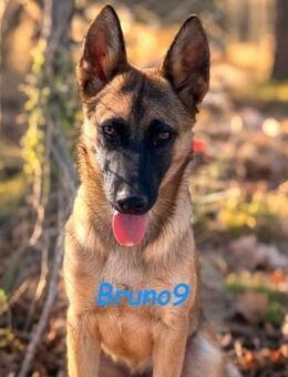 Bruno9 sportlicher Welpe 11/24 ES - Ruppertsecken