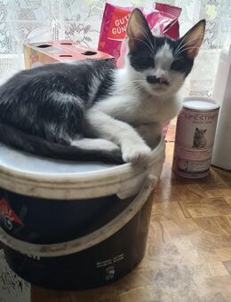 Stubentieger Katze Kitten ist bereit zum Auszug - Uebigau-Wahrenbrück