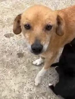 Yara entwickelt sich - Steinhagen (Nordrhein-Westfalen)