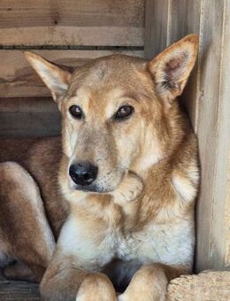 KURTI braucht so sehr ein Zuhause - Neuberg