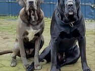 CaneCorso Welpen - Grünberg