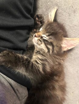 Kitten Siam Mix - Saarbrücken