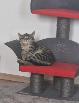 2 Mäuse suchen noch ein liebevolles Zuhause - Neunkirchen (Saarland)