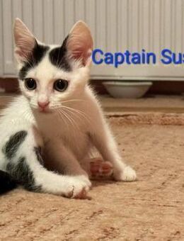 Captain Sushi - ein Engel von dreien - Rambin