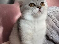 BKH Kitten - Ludwigshafen (Rhein)