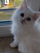 Maine Coon/Perser Kätzchen abzugeben – geb. 06.08.2025 in 80687