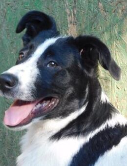 🐾Sanfter Murphy sucht Liebe🐾 - Eislingen (Fils)