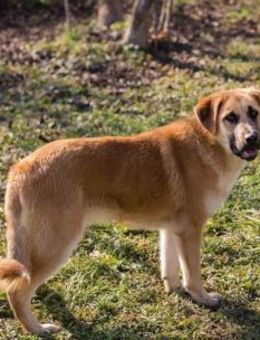 Aktiver lieber Junghund Balou - Laufen