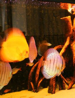 Aquarienfilterersatzteile und Reparaturen in Lübeck seit 36 Jahren !! - Lübeck