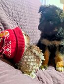 Welpen Deutscher Langhaar Schäferhund in 98528