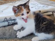 Zuckersüßes Katzenbaby Kitten - Südlohn