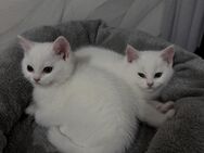 BKH Kitten abzugeben - Duisburg