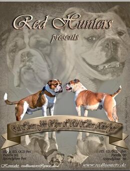 Old English Bulldog Hündin - Kuhlen-Wendorf