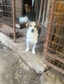 Mallon - möchte an deiner Seite sein - Langenhagen