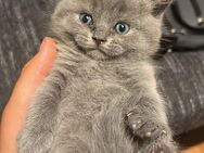 3 Bkh Kitten zu verkaufen - Schönefeld