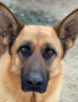 Wilma, geb. ca. 04/2021, Griechenland - Euskirchen