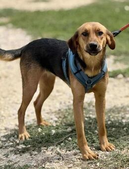 CASSANDRA will viel lernen ❤️ - Mylau