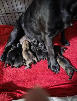 Hunde welpen Mischlinge - Lehesten (Landkreis Saalfeld-Rudolstadt)