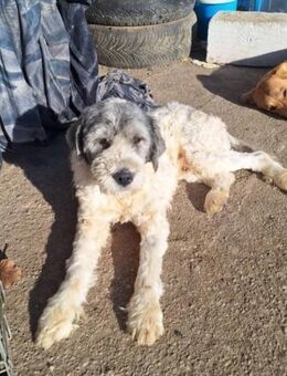 Laris sucht seine Familie - Konstanz