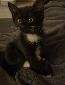 Kleine Katze schwarz-weiß - Braunsbedra