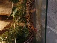 Leopardgecko männlich, ca. 5 Jahre alt - Hennef (Sieg)