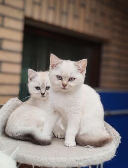 Traumhafte Bkh Silver Shaded Kitten suchen ein liebevolles Zuhause 🐾 - Vechta