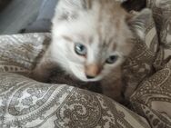 Sehr seltene Rasse , American Curl , mit blauen Augen !!! Nur noch ein Mädchen da !!! - Gladbeck