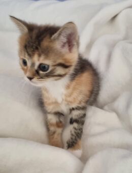 Babykatze-Katzenbaby-Kater - Wildau
