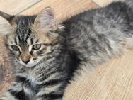 Maine coon- persermix Kitten - Korswandt