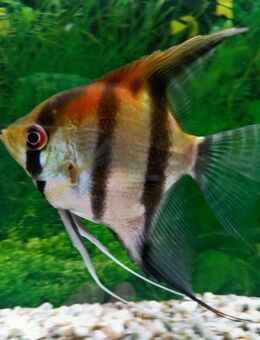 Skalar Rotrücken, Manacapura - Hohenroth