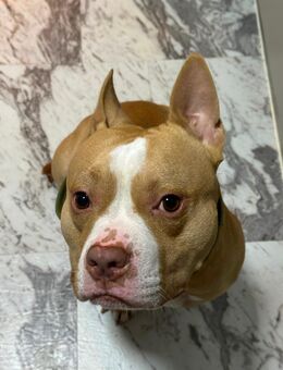 American Bully Standart Red Nose Rüde noch jung - Leverkusen Zentrum