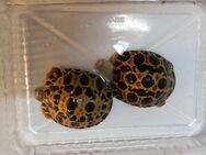 Strahlenschildkröten, Nachzuchten aus 23 - Havixbeck