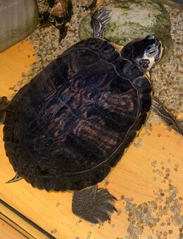 Gelbwangen Schmuckschildkröte (ca 16 cm) - Schwalbach