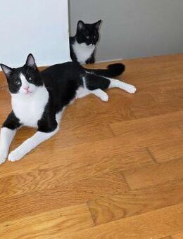Steve & Ruby aus dem Tierschutz - Grevenbroich