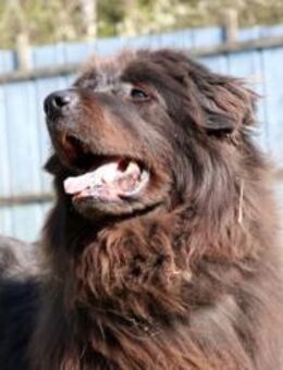 Simba, sensibler Herdenschützer - Neuhausen (Spree)