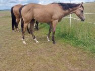 Wunderschöner Quarter Horse Wallach geb. 2024 - Tann (Rhön)